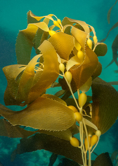 CARTA PARA SCIENCE: Protejamos los bosques de algas marinas - Por el Mar